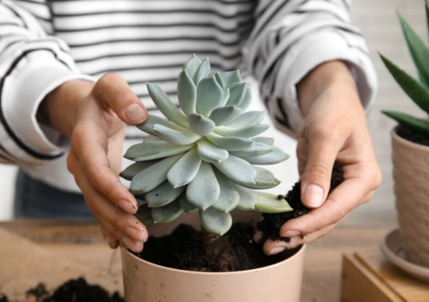 how to repot succulents