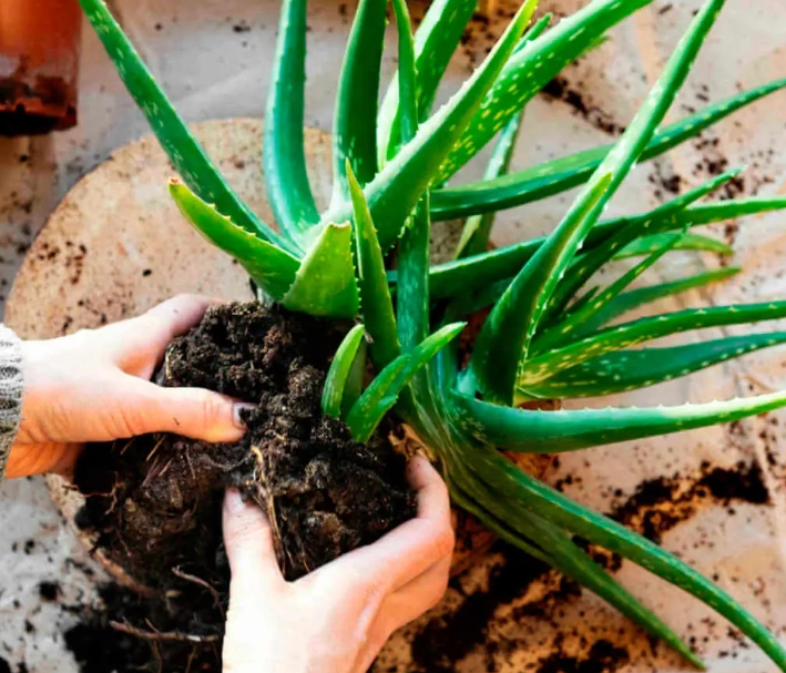 how to use aloe vera plant