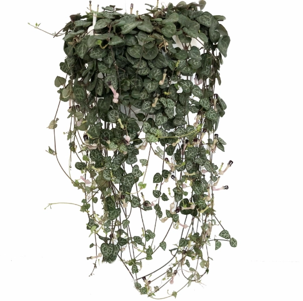 string of hearts care