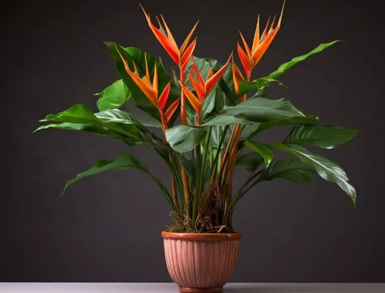 strelitzia nicolai care