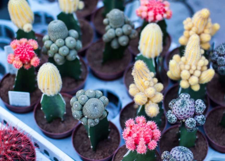 miniature cactus