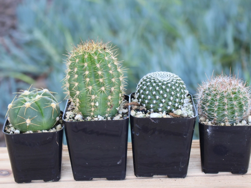 small cactus plants