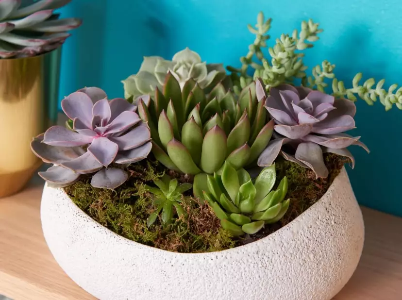 how to water succulents