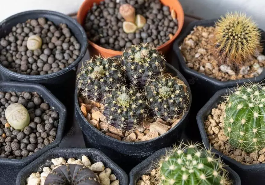desktop cactus varieties