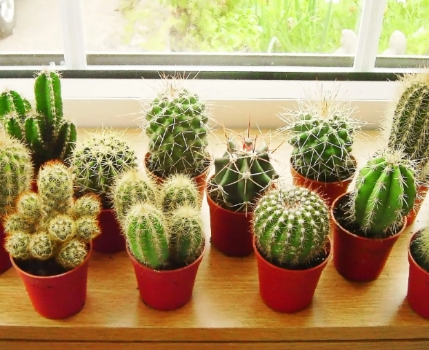 miniature cactus care