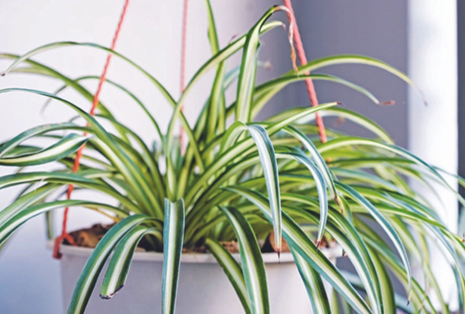 spider plant benefits