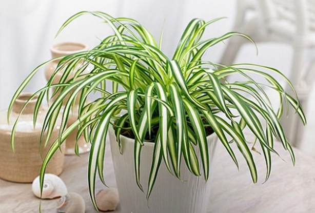 spider plant benefits