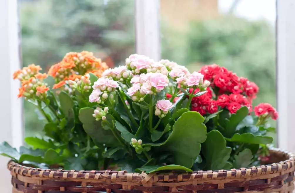 calandiva plant meaning