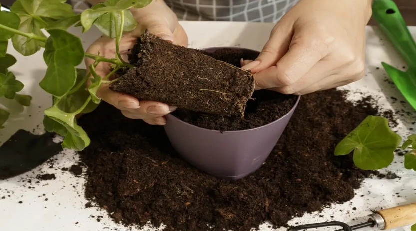 indoor plant soil mix