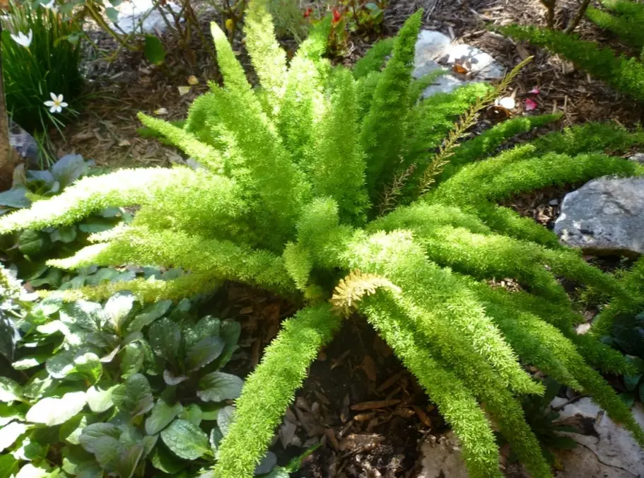 asparagus densiflorus