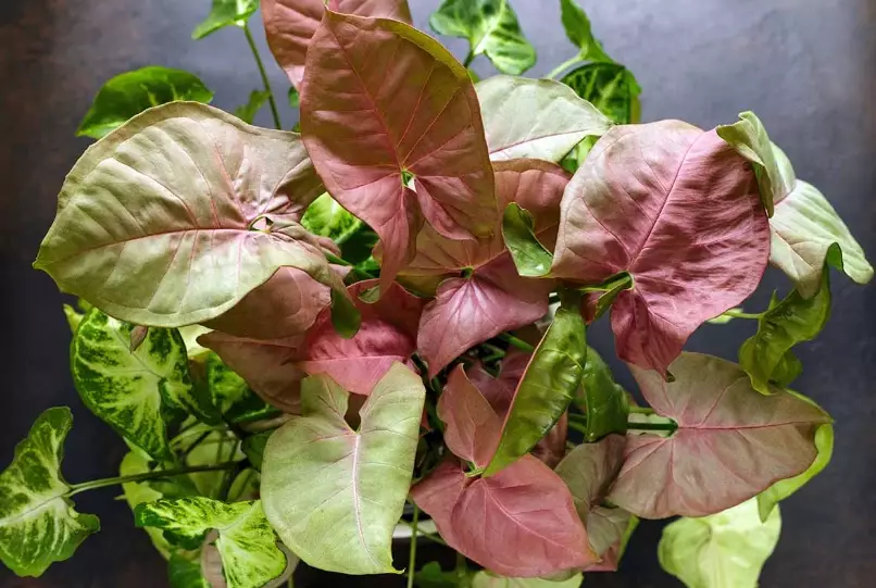 arrowhead plant pink allusion