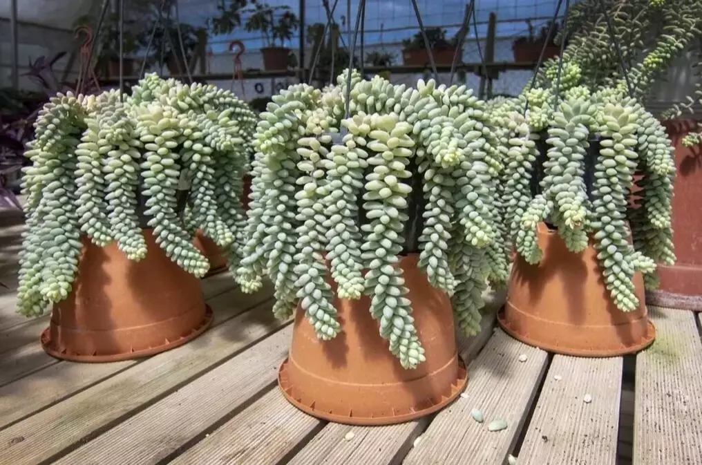 hanging succulent care