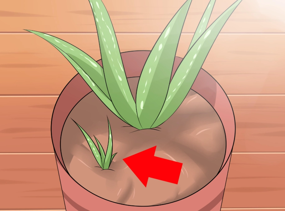 care for aloe vera plant