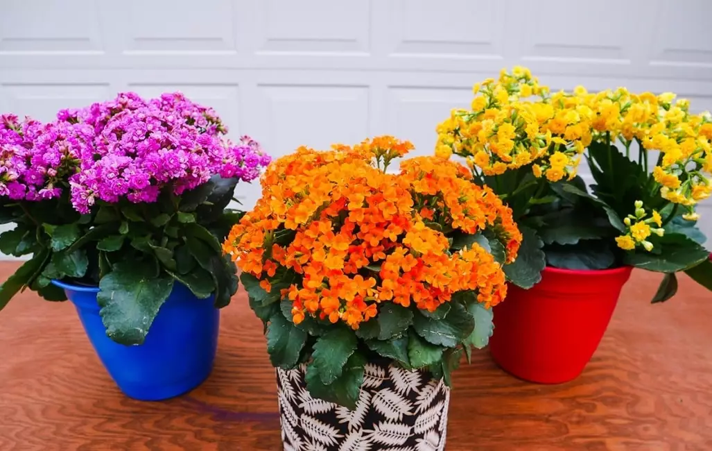 calandiva kalanchoe care