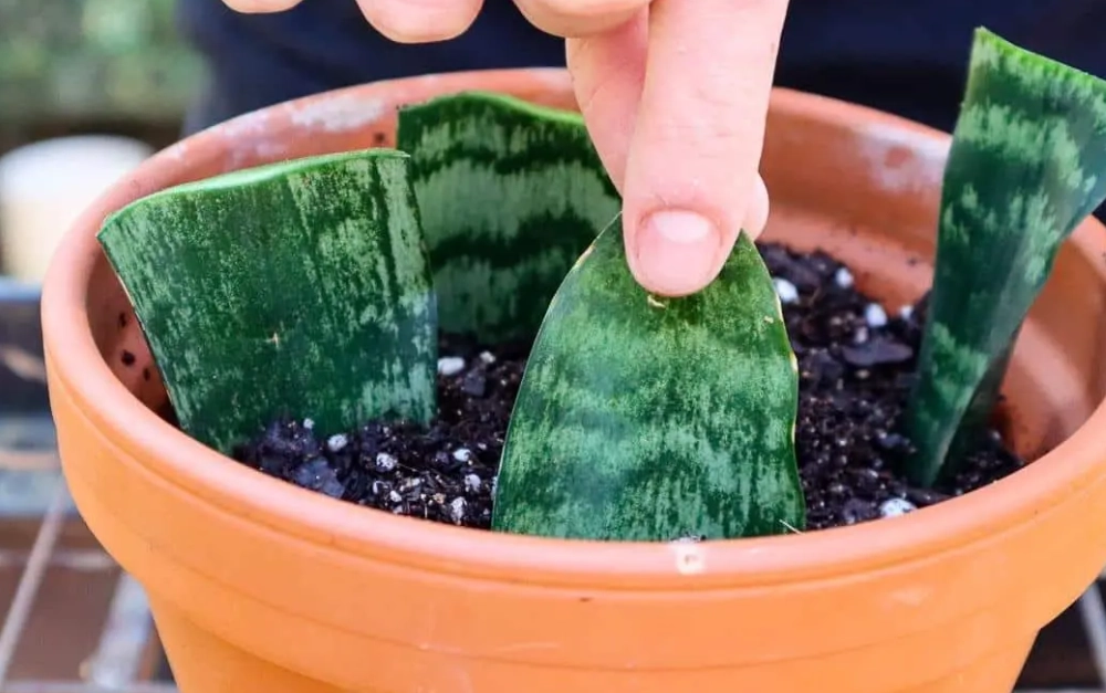 propagate snake plant