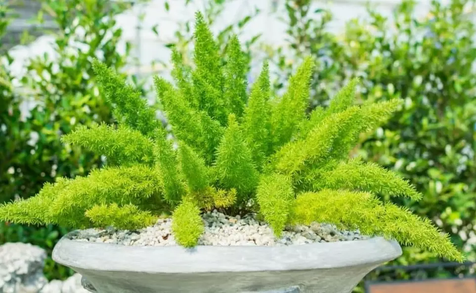 foxtail fern care