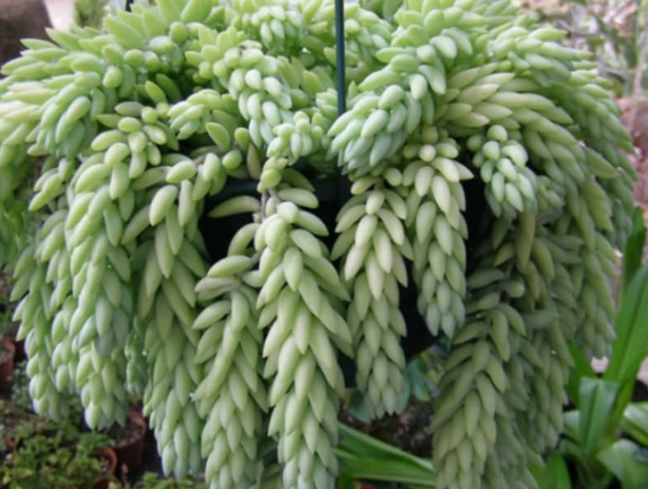 sedum morganianum care