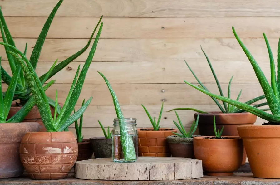 how to water aloe vera