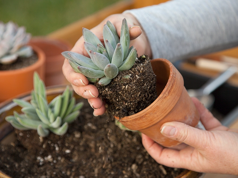 well draining cactus mix