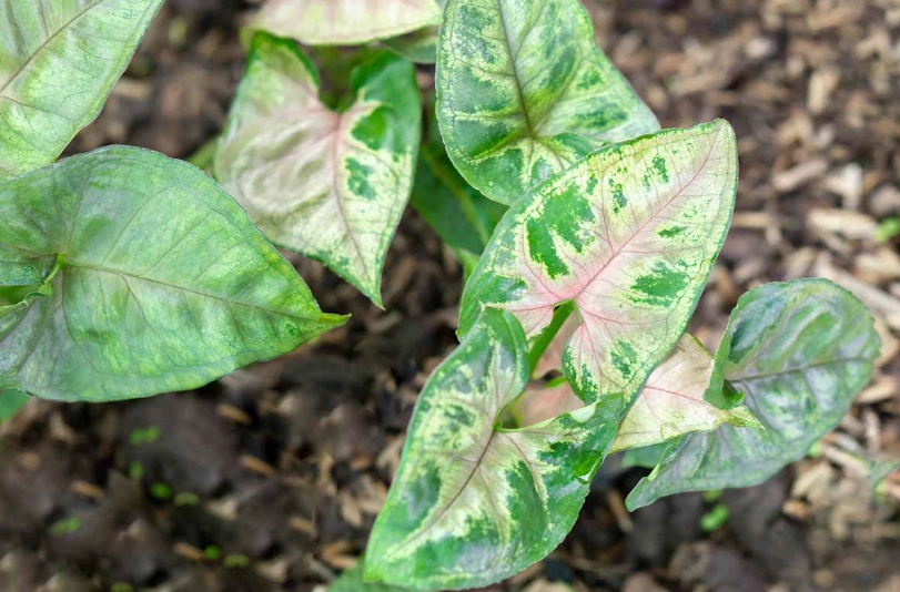 pink allusion arrowhead plant care