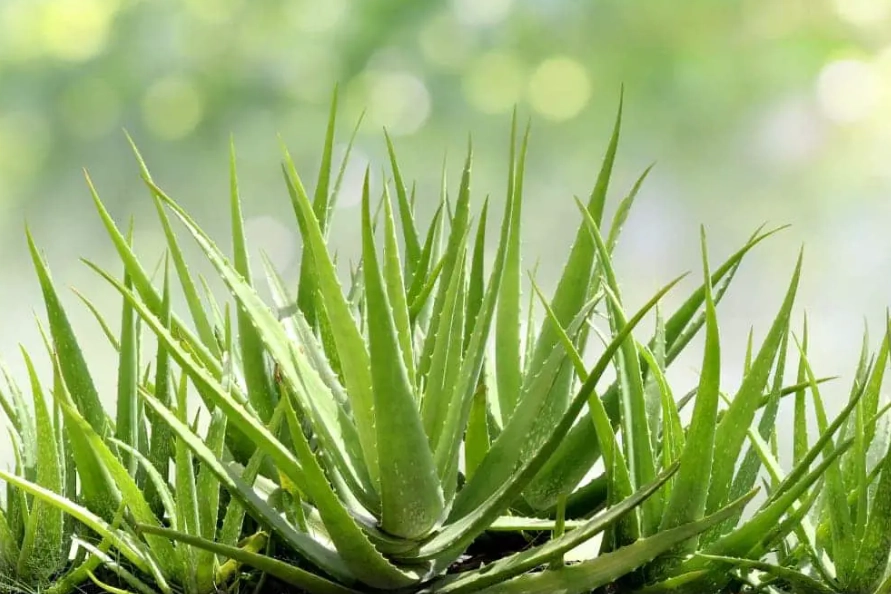 aloe vera plant benefits
