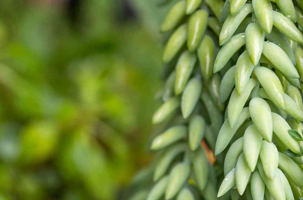 donkey tail succulent care
