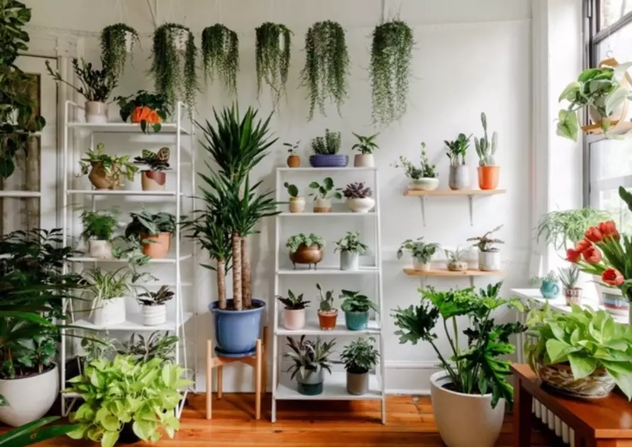 indoor plant care
