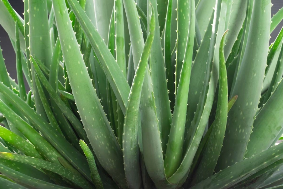 how to water aloe vera