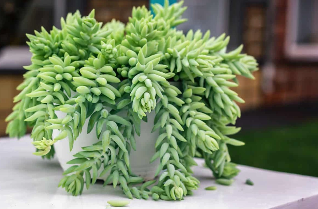 Donkey Tail Succulent Care: The Ultimate Guide to Growing Sedum Morganianum
