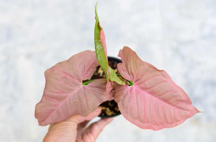 syngonium pink allusion care