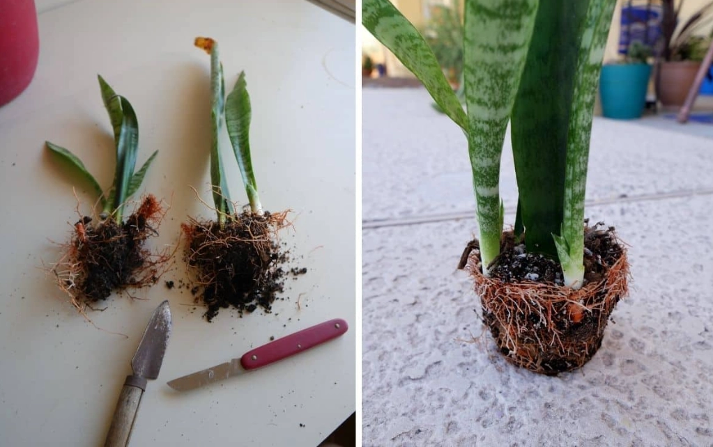 propagate snake plant