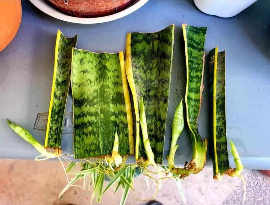 snake plant propagation