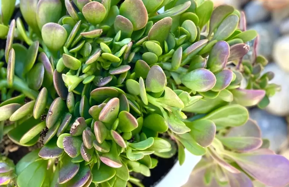 hanging succulent care