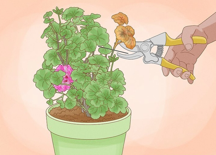 when to prune geraniums