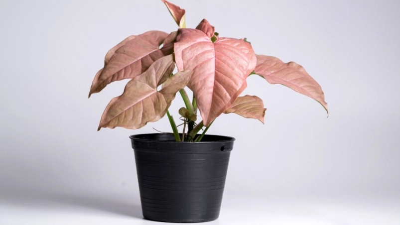 syngonium pink allusion care