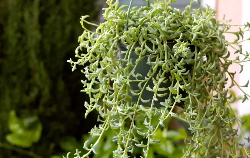 indoor succulent plants