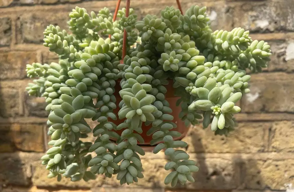 how to propagate donkey tail