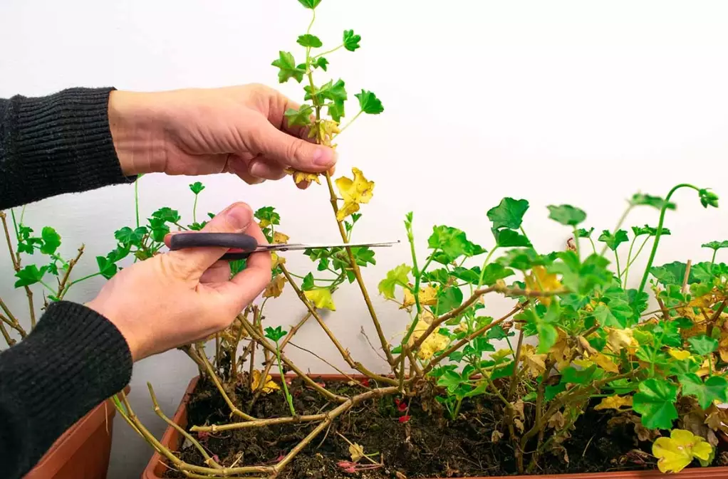pruning geraniums