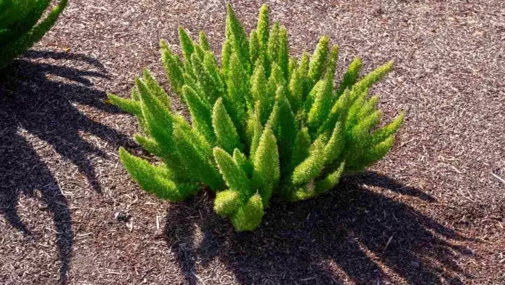 asparagus densiflorus