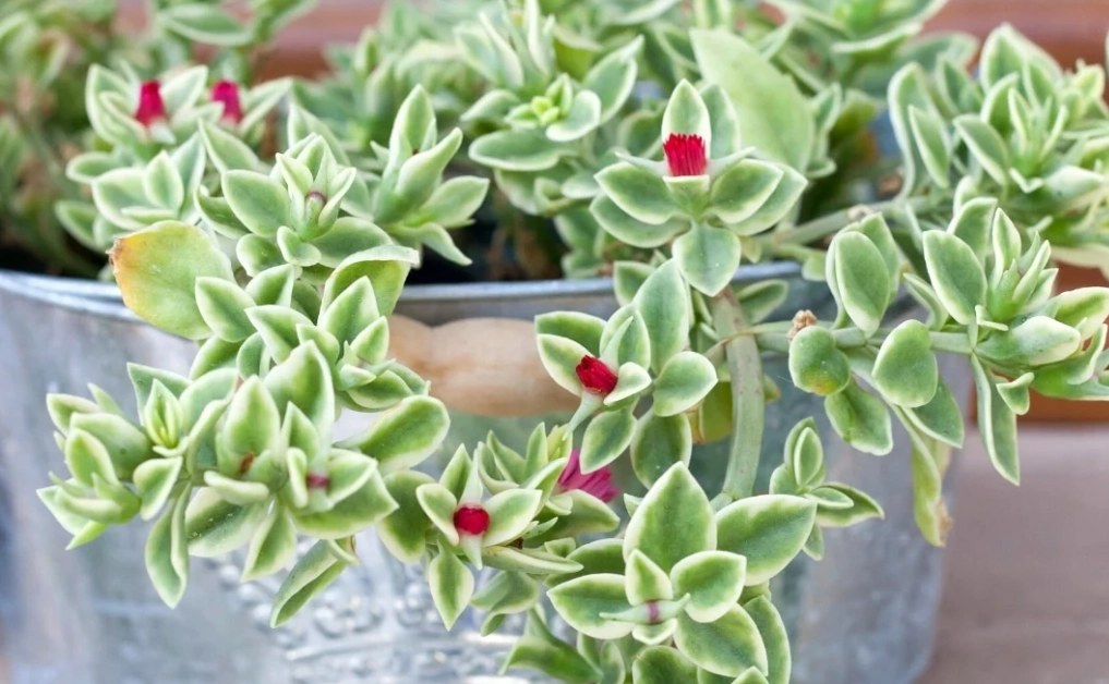 trailing succulent plants