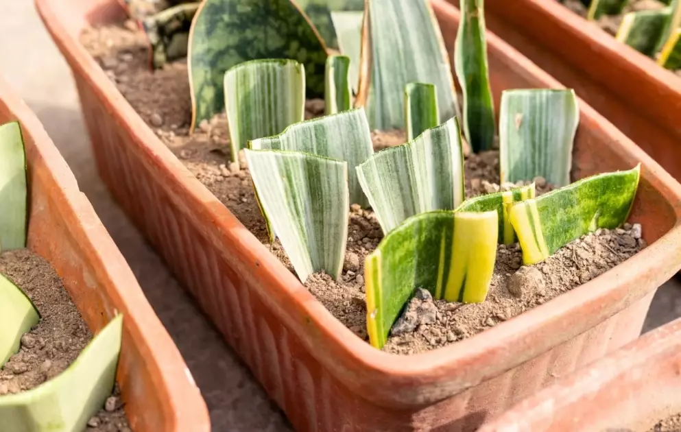 how to propagate sansevieria