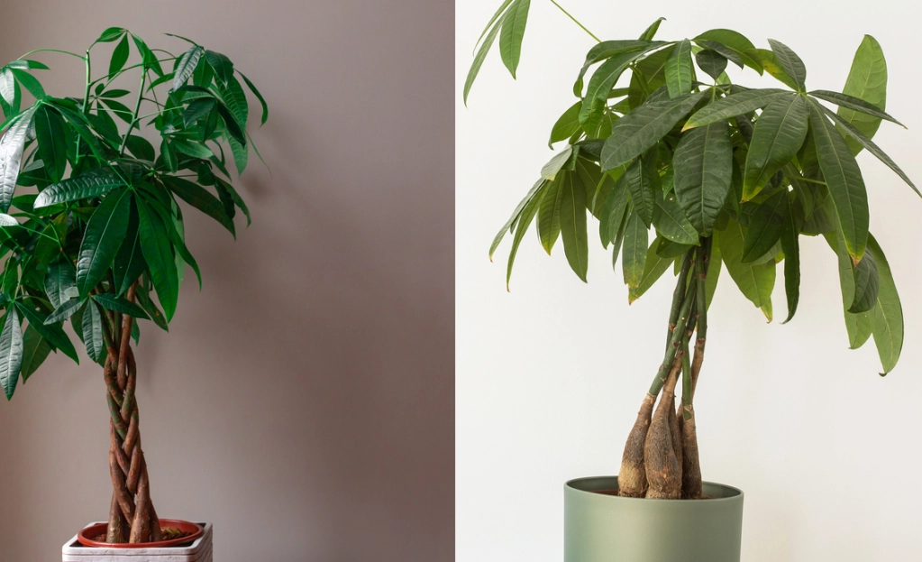 pachira aquatica repotting