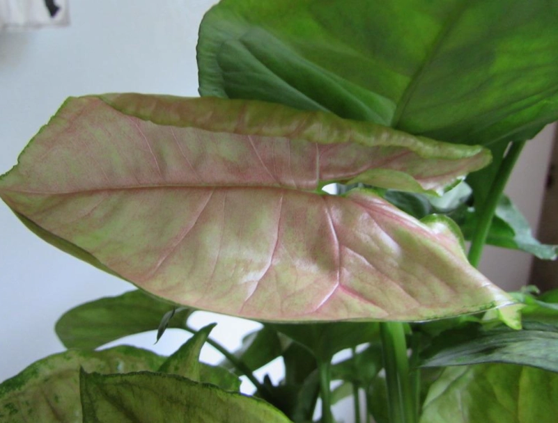 arrowhead plant pink allusion
