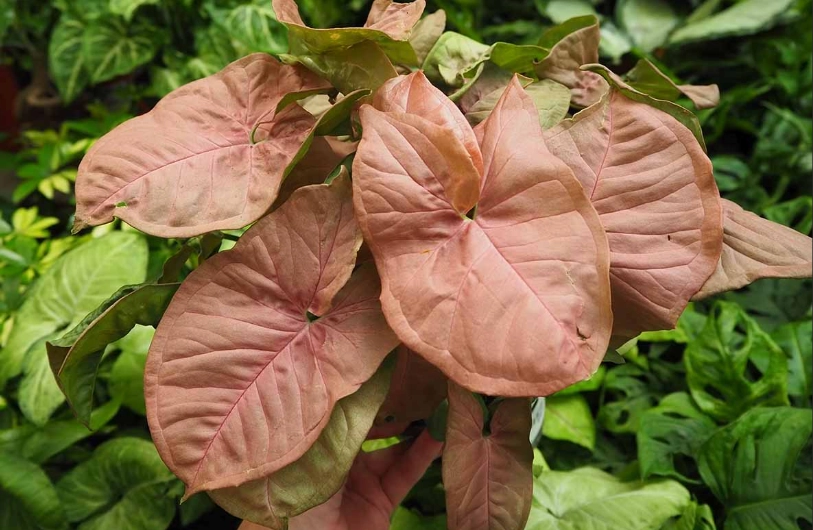 pink allusion arrowhead plant care