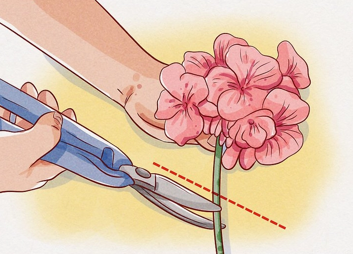 pruning geraniums