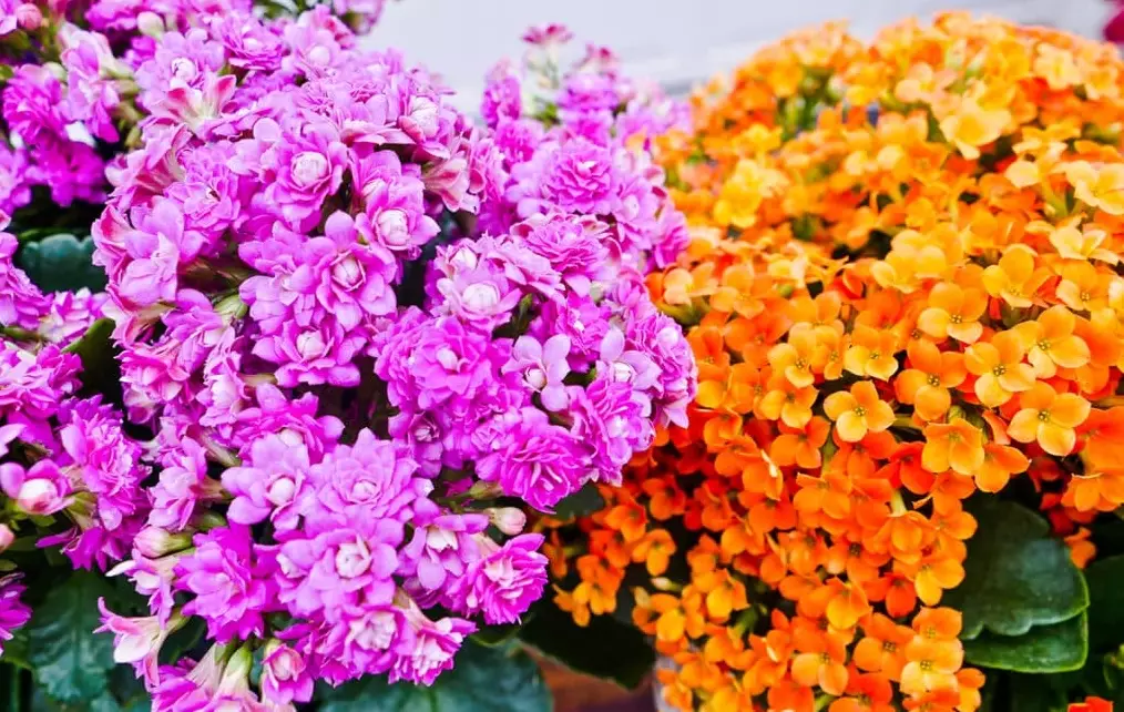 how to make calandiva bloom again