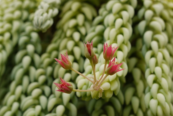 sedum morganianum care