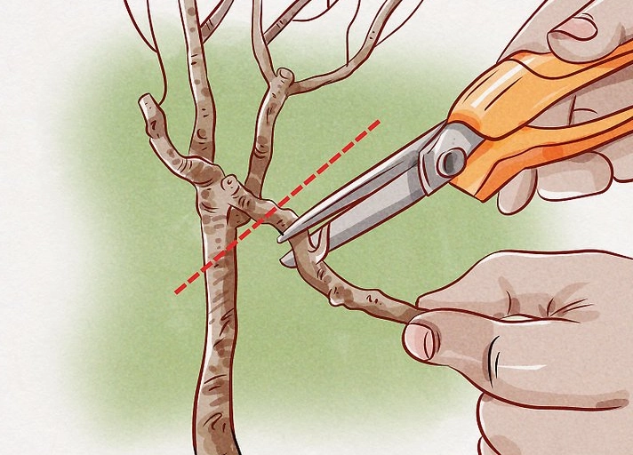 when to prune geraniums