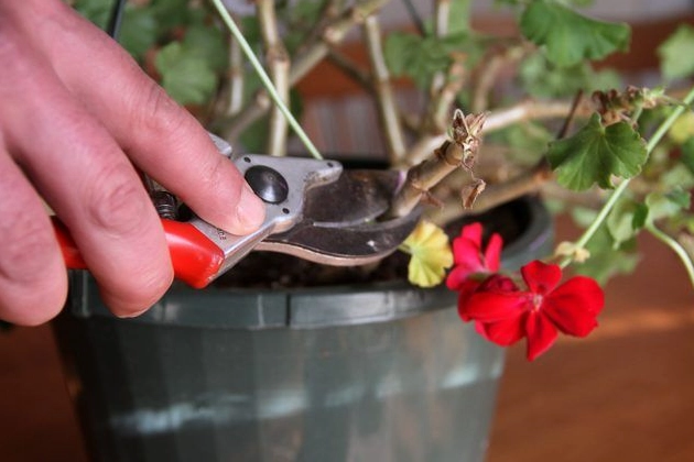 pruning geraniums