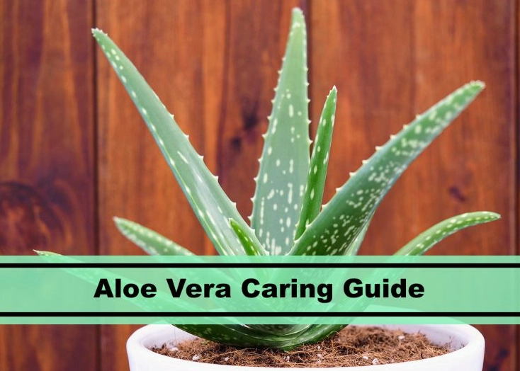 how to water aloe vera